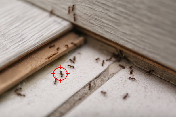 Best Real Estate Pest Inspections  in Blue Ridge, TX